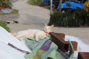 A domestic ginger and white cat wearing a red collar resting outdoors on a sunny afternoon © Alex