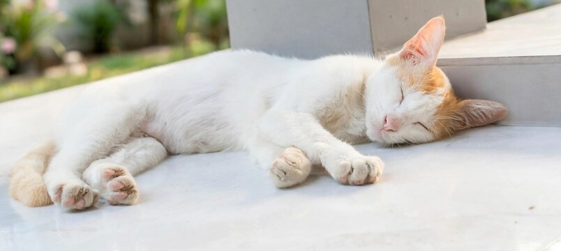 Peaceful ginger white cat sleeping soundly on white tile floor