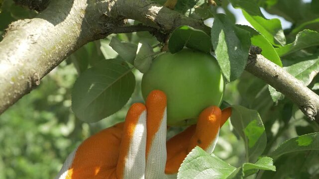 Farmer man in gloves checks green apple hidden in foliage. Organic orchard care without chemical pest substances supports safe production and ecological balance of fruit trees
