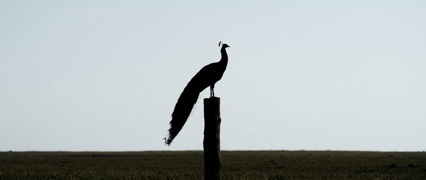 Majestic Silhouette: A striking peacock stands proudly as a silhouette perched atop a wooden post against a serene, hazy sky.