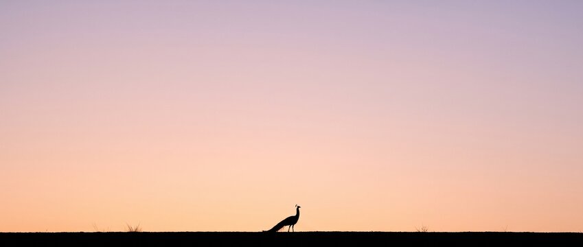 Peacock Silhouette at Dusk: A solitary peacock stands in silhouette against a soft gradient sky of pink and purple hues, showcasing its elegant form as day transitions to night.
