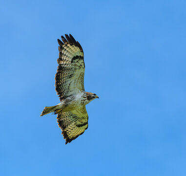 common buzzard (Buteo buteo) in flight