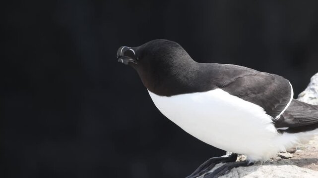 A razorbill perched on the cliff edge