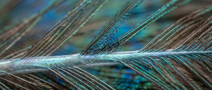 Peacock Feather Detail: A close-up macro shot reveals the intricate iridescent beauty of a peacock feather, showcasing its vibrant blues and greens.