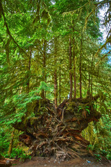 Naklejka premium Ancient Tree Roots and Lush Greenery in Moss Covered Rainforest Environment