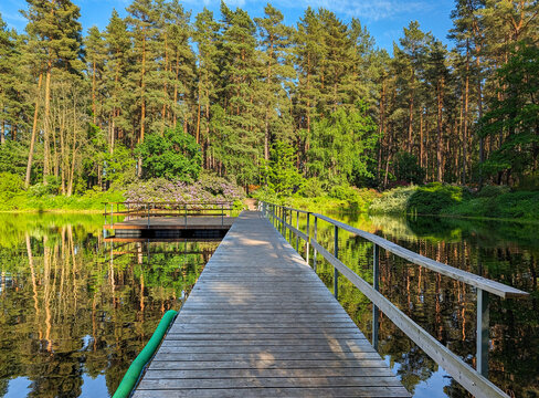 Pine forest and wooden pier on a calm lake, Latvia