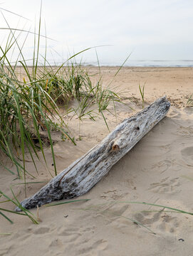 Natural driftwood lying on the sand of the Baltic Sea coast