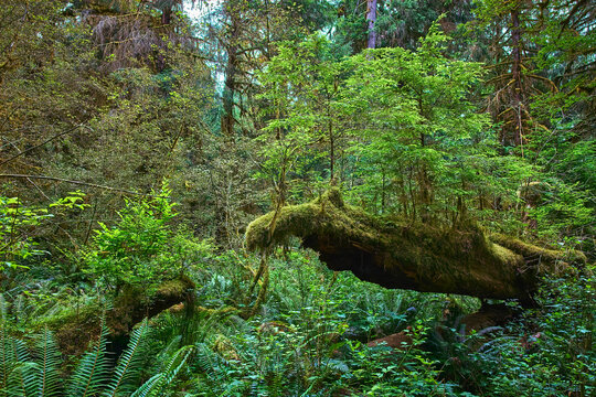 Lush Moss Covered Fallen Log and Ferns in Dense Temperate Rainforest