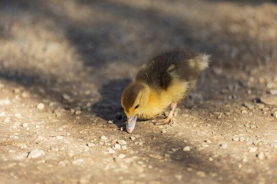 Tiny newborn duckling pecking food from dry dusty soil in morning sunlight