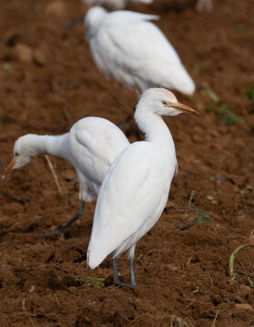 Close up of a cattle egret (Bubulcus ibis) standing on mud field
