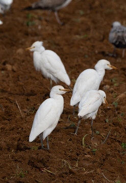 Close up of a cattle egret (Bubulcus ibis) standing on mud field