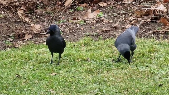 Pair of western jackdaws pecking synchronically for insects and seeds on green park lawn. Corvid intelligence, bird partnership, and foraging behavior.