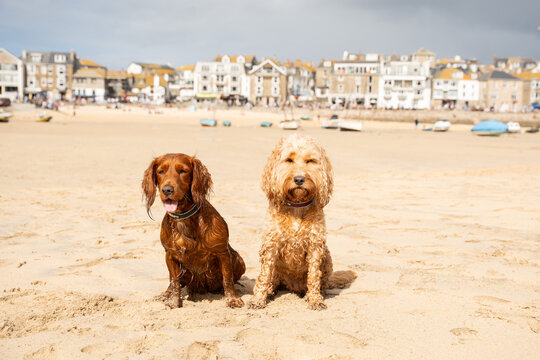 Dogs at the beach in St Ives