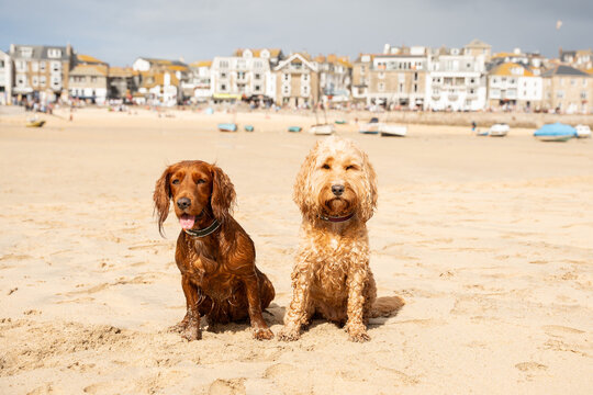 Dogs at the beach in St Ives