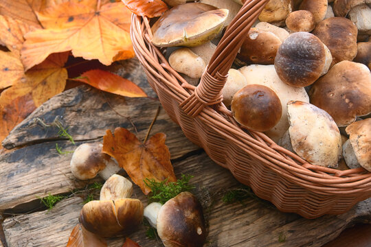 Wicker basket on a wooden rustic table full of freshly gathered Boletus edulis mushrooms commonly known as cep or penny bun.