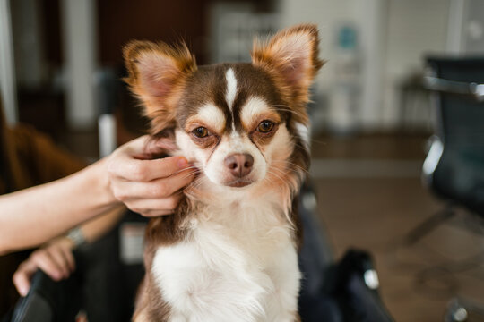 Long-haired Chihuahua being gently petted on the cheek indoors, staring at the camera with alert ears.