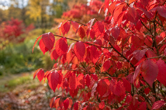 Vibrant red autumn leaves on burning bush branches during fall season in park