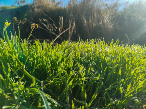 Primer plano de hierba verde iluminada por los rayos del sol con cielo azul al fondo