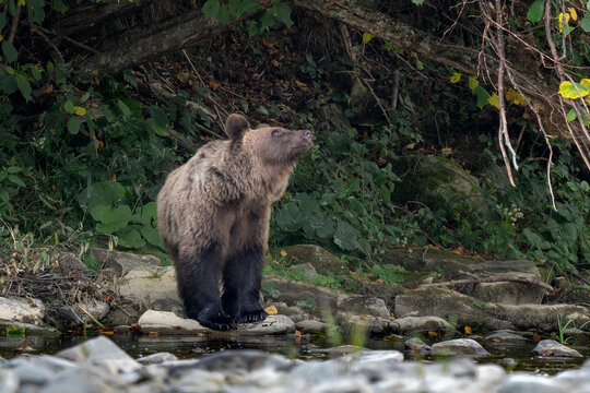 Brown Bear - Ursus arctos large popular mammal from European forests and mountains, Poland, Europe.