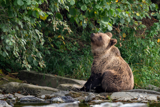 Brown Bear - Ursus arctos large popular mammal from European forests and mountains, Poland, Europe.
