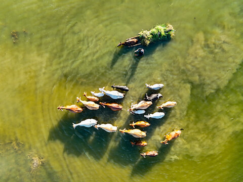 Aerial view of a herd of cattle wading through shallow green water with a person guiding them near a small boat carrying grass, Kushtia, Khulna Division, Bangladesh.