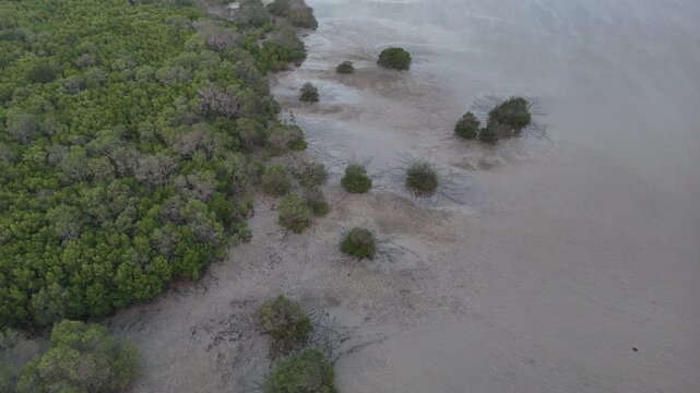 Aerial drone shot of a coastal mangrove forest and tidal mudflat during low tide