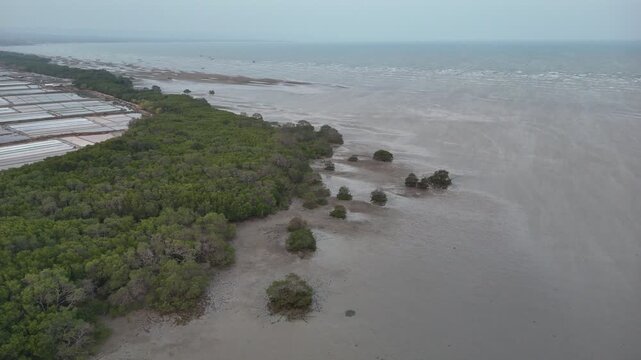 Aerial drone view of coastal mangrove forest, salt ponds, and mudflat bordering the sea