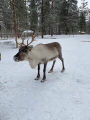 Reindeer Standing in Snow in Lapland © Sven