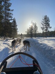Husky Sled Ride through a Snowy Forest in Lapland © Sven