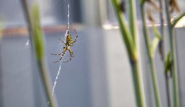 
A banded argiope (Argiope bruennichi) sitting on a spider's web in its natural habitat.
