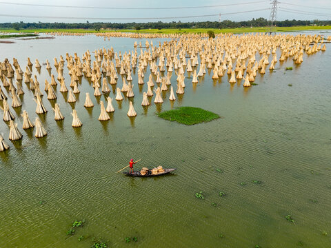 Aerial view of a flooded field filled with numerous bundles of harvested jute standing in the water, with a lone fisherman rowing a small wooden boat in Kushtia, Khulna Division, Bangladesh.