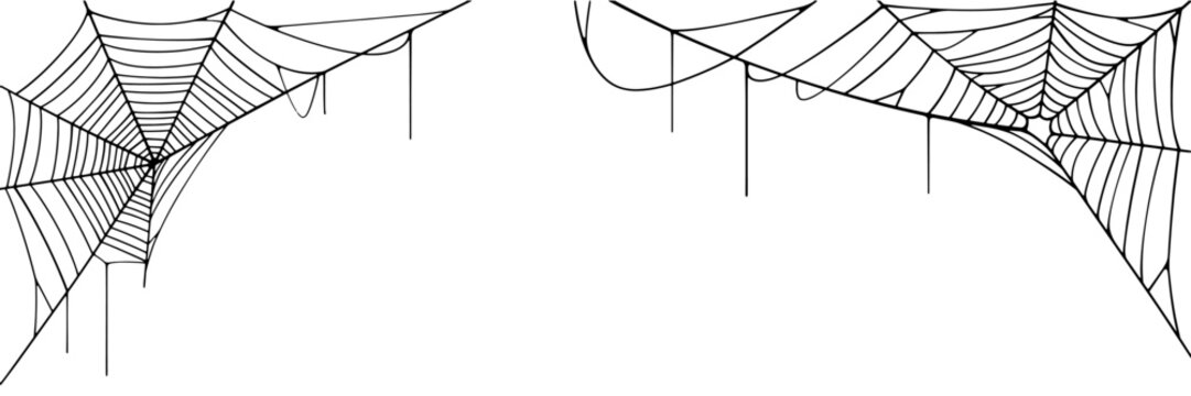 Spider web line art vector