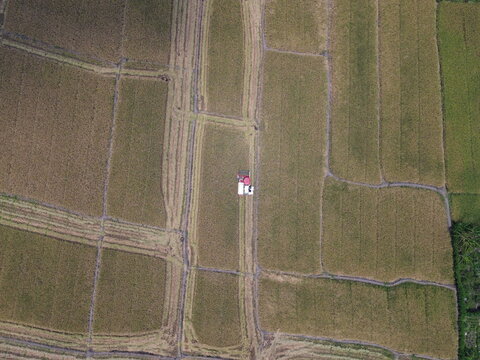 Aerial view of a combine harvester harvesting rice in a field in Pakisaji, East Java, Indonesia.