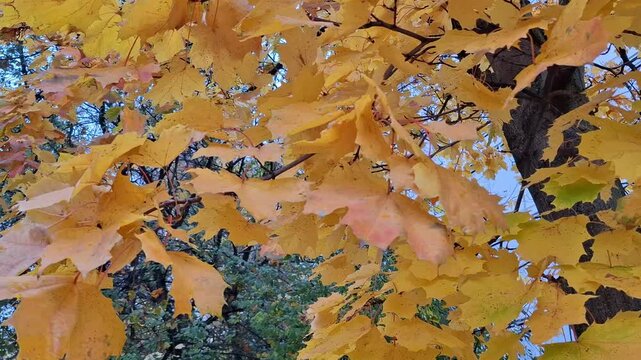Golden yellow maple leaves glow in autumn sunlight beside a tree trunk and blue sky. Vibrant fall foliage close-up for seasonal nature backgrounds.