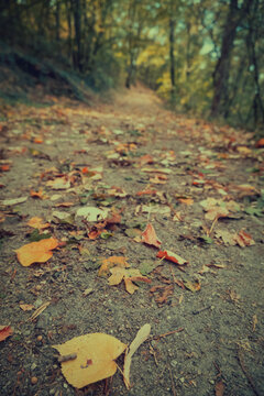 Atmospheric forest path covered in fallen autumn leaves, leading through a tunnel of trees. Warm, moody light creates a cinematic nature background for travel and design projects