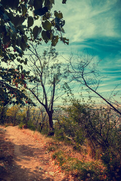 Atmospheric autumn forest scene with colorful leaves, tall trees and large rocks in the foreground. Warm, moody light creates a cinematic nature background for travel and design projects