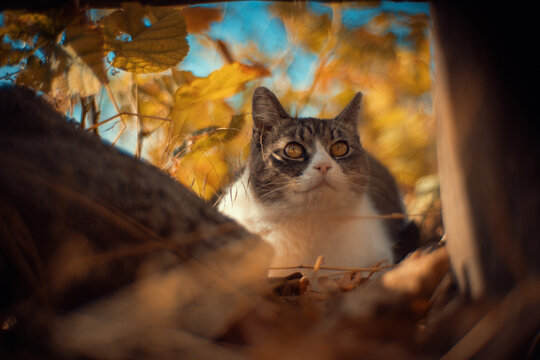 Close-up of a tabby and white cat peeking out from behind branches and autumn leaves. Warm golden light and a blue sky create a cozy, curious outdoor scene for pet projects