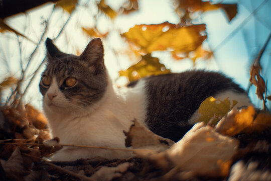 Close-up of a tabby and white cat peeking out from behind branches and autumn leaves. Warm golden light and a blue sky create a cozy, curious outdoor scene for pet projects