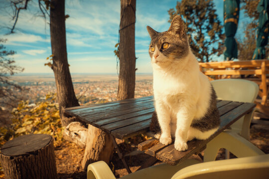 Portrait of a tabby and white cat sitting on a wooden bench under a bright blue sky with autumn trees. A warm, natural outdoor scene for pet and animal projects