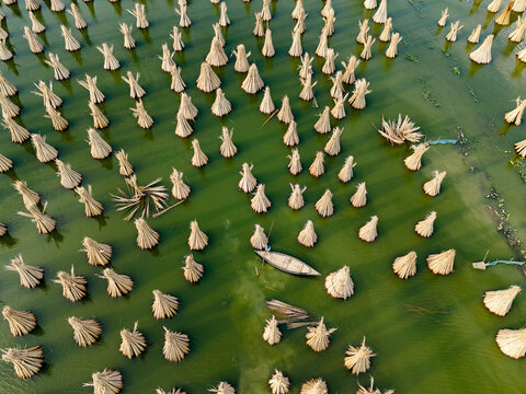 Aerial view of jute bundles drying in the water with a small boat and a person navigating through the fiber stalks in Kushtia, Khulna Division, Bangladesh.