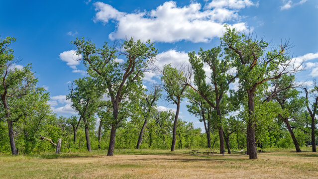 Panorama of a canopy of cottonwood trees sheltering picnic tables at Theodore Roosevelt National Park, North Dakota, USA