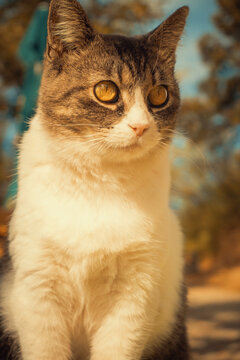Close-up portrait of a tabby and white cat outdoors, with warm golden light and a soft blurred background. A peaceful, natural scene for pet and animal projects