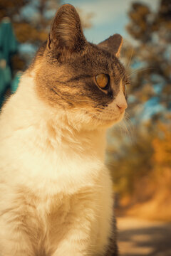 Close-up portrait of a tabby and white cat outdoors, with warm golden light and a soft blurred background. A peaceful, natural scene for pet and animal projects