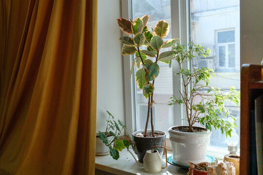 Potted house plants on a sunny windowsill
