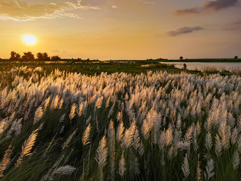 Aerial view of a field of blooming kash phool grass near a river at sunset, with golden light illuminating the white plumes and a calm water surface in Kushtia, Khulna Division, Bangladesh.