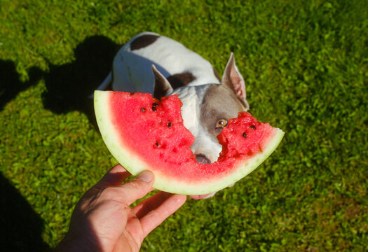Cute Dog Enjoying Watermelon in a Sunny Summer Backyard