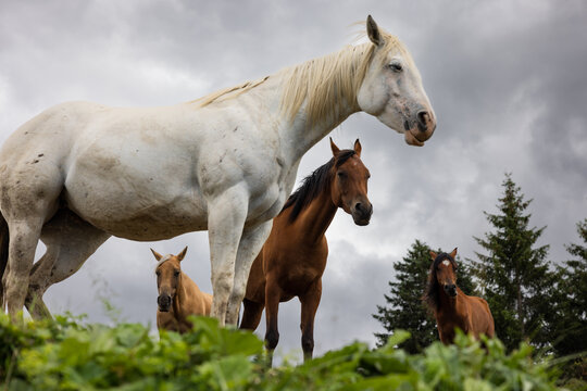 Herd of Horses in Alpine Meadow in the Dolomites