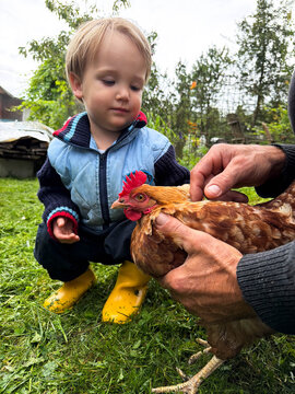 Grandfather and grandson holding and petting chicken in countryside