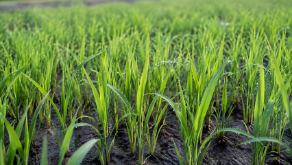 Fototapeta premium Close-up of healthy young rice seedlings growing in moist soil in a traditional nursery bed. Ideal for agriculture, rice production, food security, sustainable farming, and rural development content.