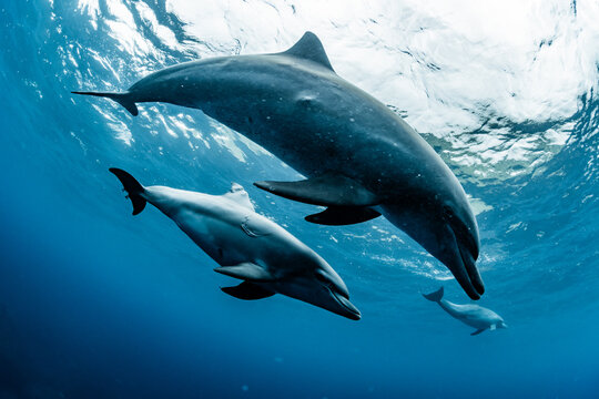 Dolphins inhabiting Mikurajima in Tokyo, Japan
